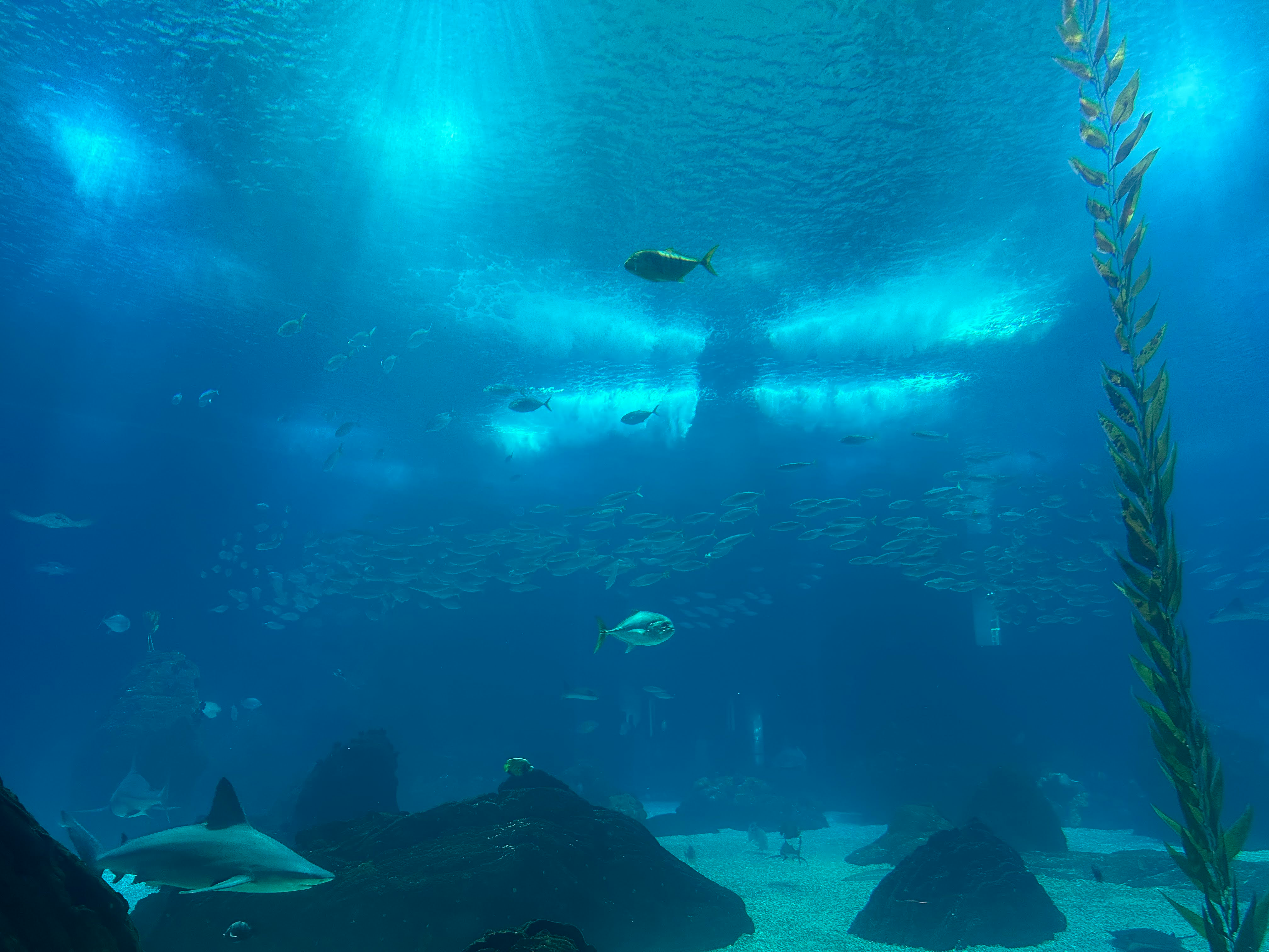 Oceanario de Lisboa